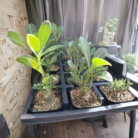 5 Adenium Desert Rose Plants – Live Potted Caudex Succulents | Full Sun Tropical Plant | Thick Caudex | Ornamental Desert Rose | Container Plant