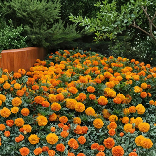 Live African Marigold Plant – Orange Flower | 8–13 Inches Tall | Includes Nursery Pot | Colorful Flowering Starter Plant | Garden & Container Friendly