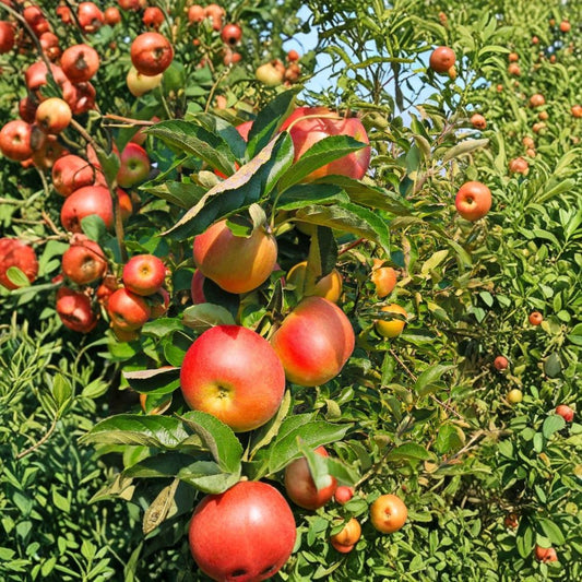 Golden Delicious Apple Tree – Live Grafted Fruit Tree | 3-Gallon Pot | Sweet Crisp Apples | Home Orchard & Edible Landscape | Full Sun | Fruit Tree