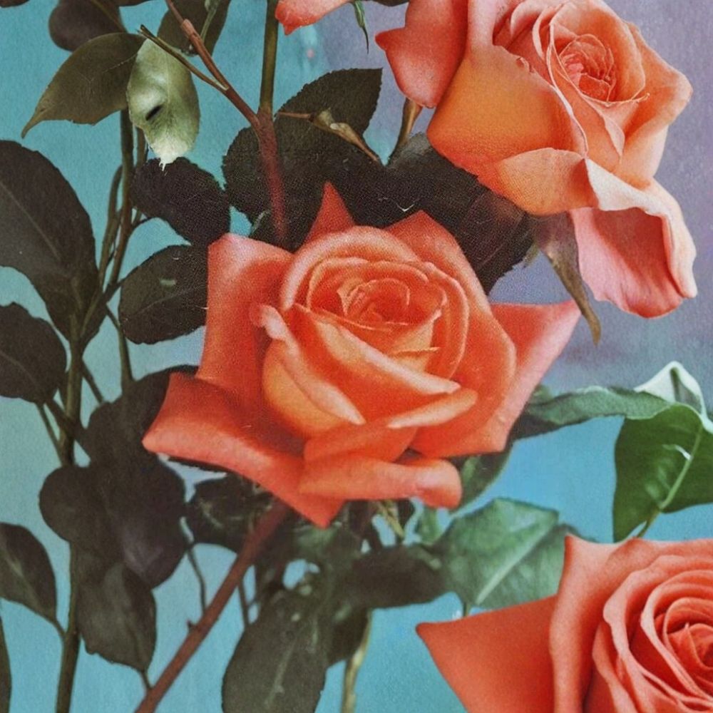 Shreveport Rose – Rosa Hybrid Tea Live Plant | 1 Gallon Size | Includes Healthy Root System | Garden & Landscape Friendly | Orange Blooms