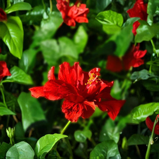 Anderson’s Double Red Tropical Hibiscus Live Plant – 8–12" Mature Starter | Large Double Red Blooms | Hibiscus Shrub | Zones 9–11