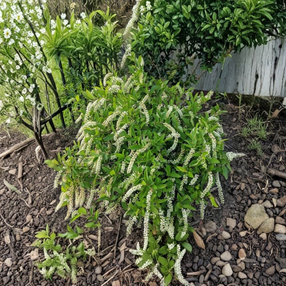 Henry’s Garnet Sweetspire – Itea virginica Live Plant | 12 Inches Tall | 4 Inch Pot | Virginia Sweetspire | Flowering Deciduous Shrub