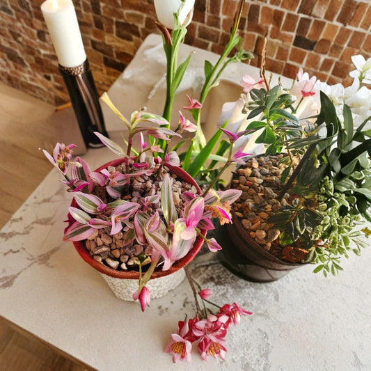 Tradescantia Nanouk Live Plants – 3 Rooted Plants | Pink, Green & Purple Foliage | 6–12" | Wandering Jew Houseplant | Colorful Indoor Plant | Easy Care