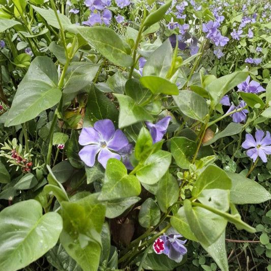30 Vinca Major Periwinkle Plants – Live Bare Root Groundcover | Rooted Vines Ready to Plant | Erosion Control Plant | Shade Garden Groundcover