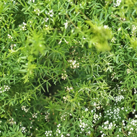 Sprengeri Asparagus Fern Live Plant – 1 Gallon | Asparagus densiflorus ‘Sprengeri’ | Fully Rooted | 24–36" Tall | Hanging Basket & Container Plant | Shade Loving