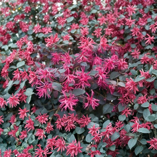 Daruma Dwarf Loropetalum Live Plant – Loropetalum chinense ‘Daruma Compact’ | 1 Quart Grow Bag | Burgundy Foliage | Hot Pink Fringe Flowers | Zones 7–10