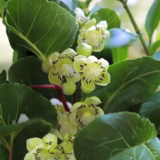 Fairchild Kiwi Male Pollinator Live Plant – Rooted Starter | Actinidia Kiwi Vine | Zones 4–8 | Fruit Tree Pollinator | Fragrant Flowering Vine