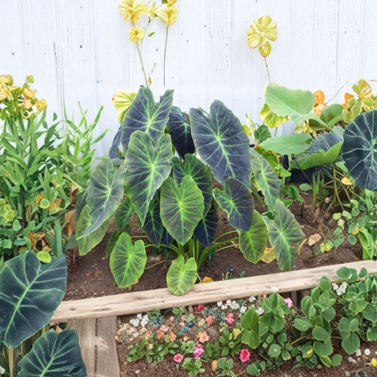 Illustris Colocasia Live Plant – 3 Inch Pot Size | Ships Bare Root (No Pot) | Dark Stem Elephant Ear | Tropical Foliage Plant | Easy to Grow