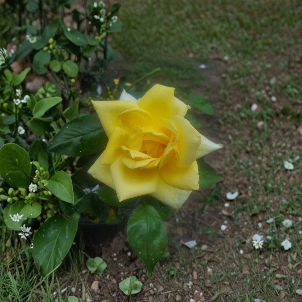 Oregold Grandiflora Rose – Yellow Live Bush Plant | 2 Gallon Size | Includes Root Ball Wrapping | Elegant Landscape Rose | Easy to Grow