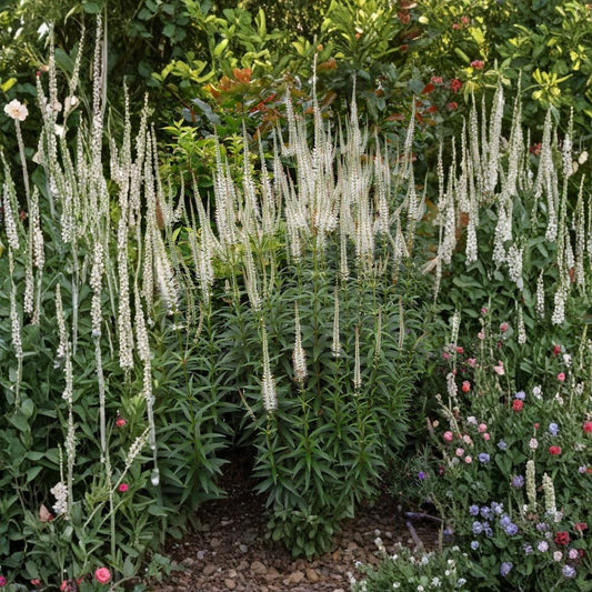 Culver’s Root – Veronicastrum virginicum Live Starter Plant | 4–8 Inches Tall | Includes Nursery Pot | Native Pollinator Perennial | Easy to Grow