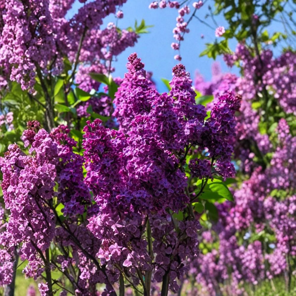Purple Lilac – Syringa vulgaris Live Starter Plant | 2–5 Inches Tall | 4 Inch Pot | Fragrant Purple Flowering Shrub | Cottage Garden Plant