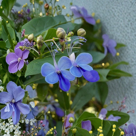 Blue Cat Whiskers – 2 Live Plants | 4–6 Inches Tall | Bare Root with Soil Ball | Tropical Flowering Herb | Ornamental Garden Plant