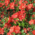 Chaenomeles x superba 'Texas Scarlet' – Red Flowering Quince Live Plant | 2 Gallon Pot | Scarlet Spring Blooms | Hardy Flowering Shrub | Early Season Color