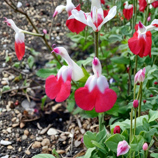 Hot Lips Sage Live Plants – Salvia greggii ‘Hot Lips’ | Set of 7 Live 6 Inch Cuttings | Red & White Bicolor Flowers | Perennial Flowering Sage | Heat Tolerant Garden Plant