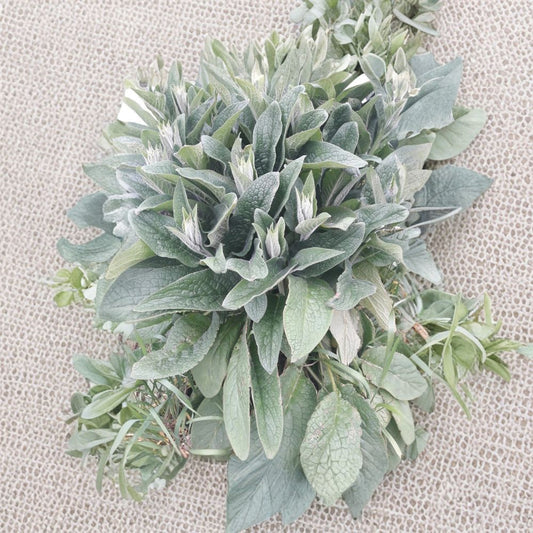 Bocking 4 Comfrey Root Cuttings – Symphytum × uplandicum Live Roots | Set of 4 | 3–4 Inch Root Cuttings