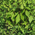 Acer cissifolium – Ivy-Leafed Maple Tree Live Plant | 12 Inches Tall | Includes 4 Inch Pot | Rare Ornamental Maple | Woodland Garden Favorite
