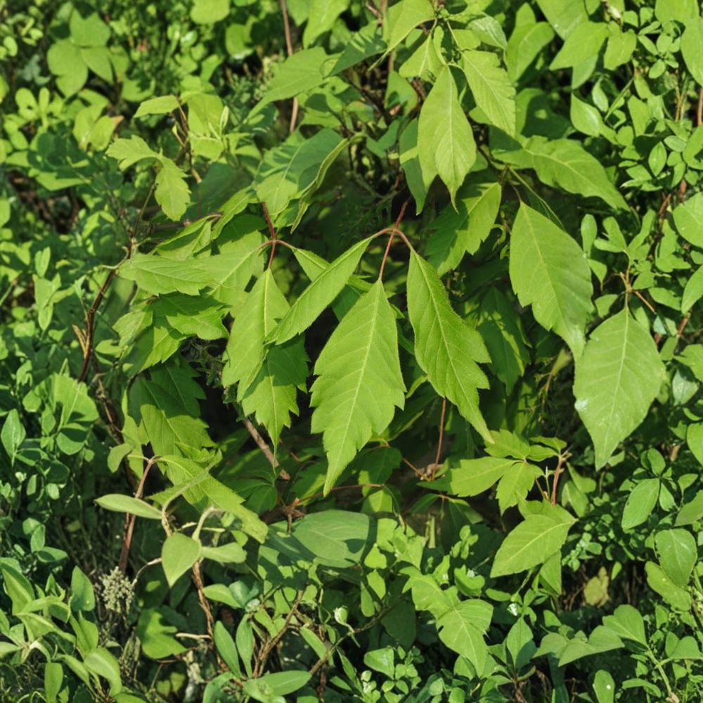 Acer cissifolium – Ivy-Leafed Maple Tree Live Plant | 12 Inches Tall | Includes 4 Inch Pot | Rare Ornamental Maple | Woodland Garden Favorite