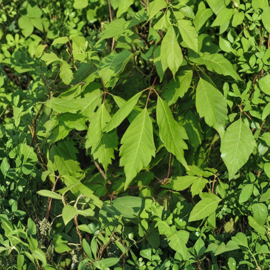 Acer cissifolium – Ivy-Leafed Maple Tree Live Plant | 12 Inches Tall | Includes 4 Inch Pot | Rare Ornamental Maple | Woodland Garden Favorite