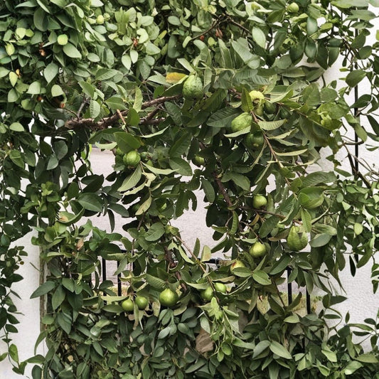 Guava Tree – Live Guava Fruit Plant | 15 Inch Seedling | Tropical Fruit Tree | Edible Garden Plant | Full Sun | Ready to Plant | No Pot