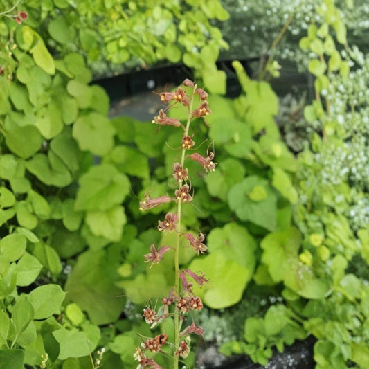 Piggyback Plant – Tolmiea menziesii Live Plant | 4 Inch Pot | Shade Loving Ground Cover | Easy Houseplant | Easy to Grow
