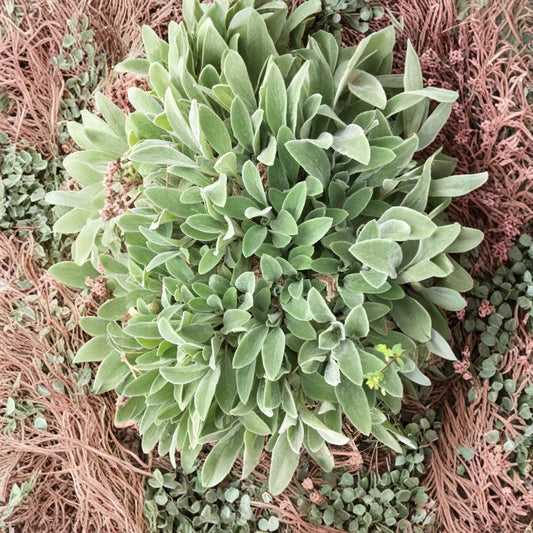 Lamb’s Ear – Stachys byzantina Live Bare Root Plants | Set of 10 Rooted Starters | Soft Silver Ground Cover | Easy to Grow