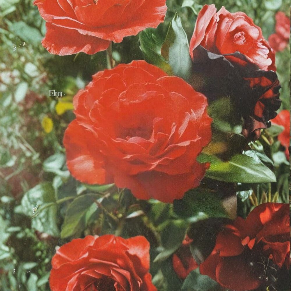 Impatient Floribunda Rose – Orange Red Live Bush Plant | 3 Gallon Size | Includes Root Ball Wrapping | Vibrant Blooming Shrub | Garden & Landscape Favorite