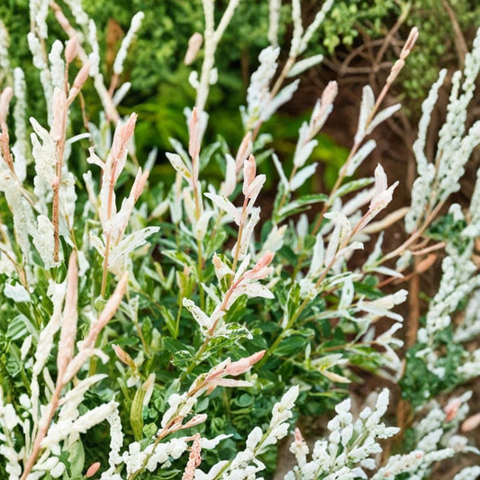 Dappled Willow Live Plants – Salix integra ‘Hakuro Nishiki’ | Set of 2 | 2.5 Inch Pots | Pink White & Green Variegated Foliage | Fast Growing Ornamental Shrub | USDA Zones 4–9