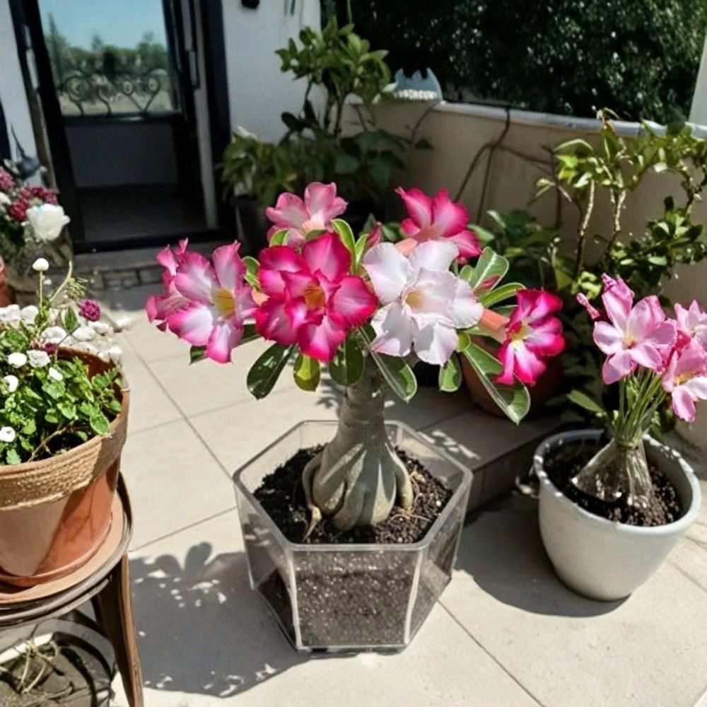 Mix Desert Rose – Adenium Live Plants | Set of 2 | 4–6 Inches Tall | Rooted With Soil | Tropical Flowering Succulent | No Pot