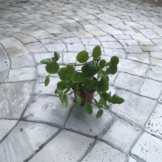 Swedish Ivy Live Plants – 4 Rooted Plants | Creeping Charlie | Shipped With Soil | Easy Growing Houseplant | Indoor & Outdoor Plant
