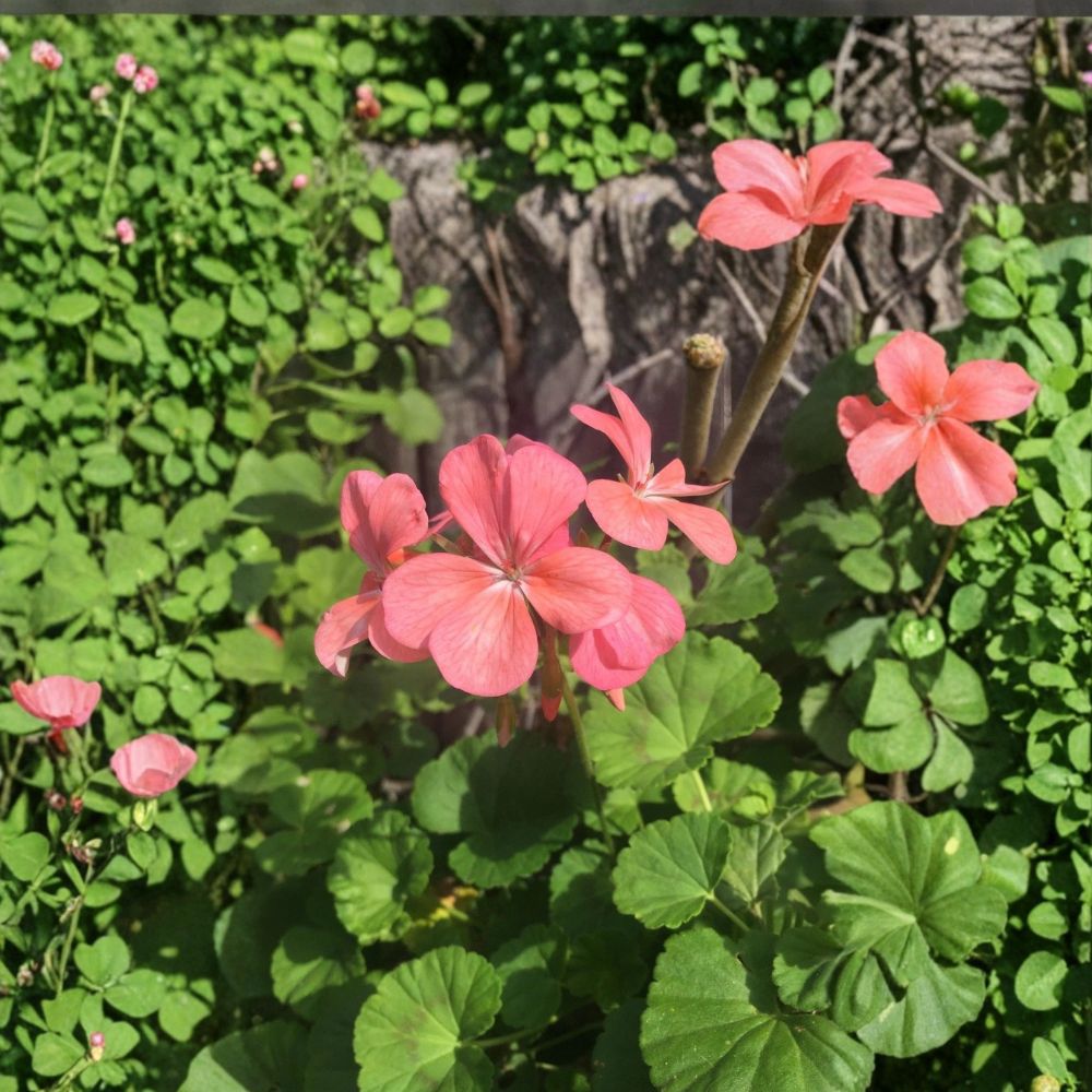 Salmon Pink Zonal Geranium Live Cuttings – 4 Pelargonium Starter Cuttings | 8 Inches or Longer | Salmon Pink Blooms | Fresh Live Plant | Fast Growing
