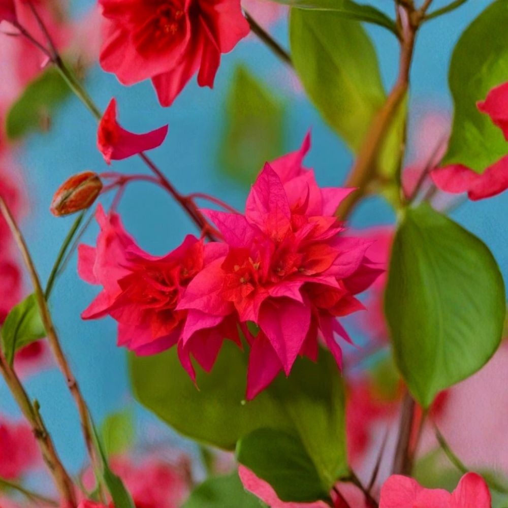 Double Red Bougainvillea Live Starter Plant | Well-Rooted Plug | Includes 3 Inch Nursery Pot | Tropical Flowering Vine | Patio & Garden Friendly