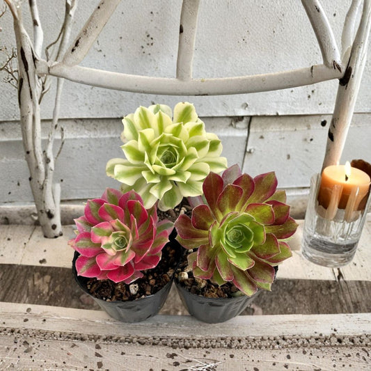 Aeonium Cutting Combo – 3 Rare Succulent Cuttings | Anna, Pink Witch & Meybach | 2.5 Inch Live Succulent Cuttings | No Pot or Soil | Easy-Care Succulents