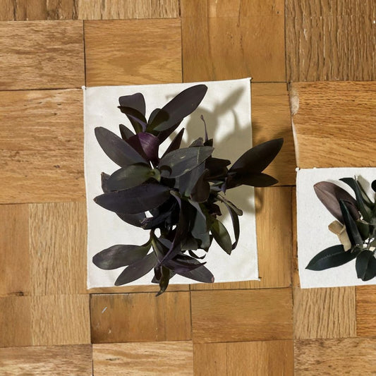 Purple Heart Plant Cuttings – 6 Fresh Propagation Stems | Tradescantia pallida | Purple Foliage | Fast-Growing Houseplant & Garden Plant