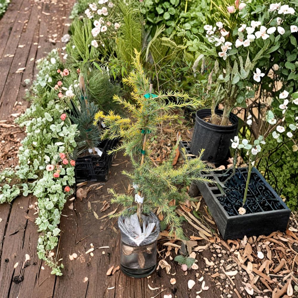 Cedrus deodara 'Gold Cascade' – Deodar Cedar Live Plant | 12 Inches Tall | Includes 1 Gallon Pot | Golden Weeping Evergreen | Landscape Focal Point