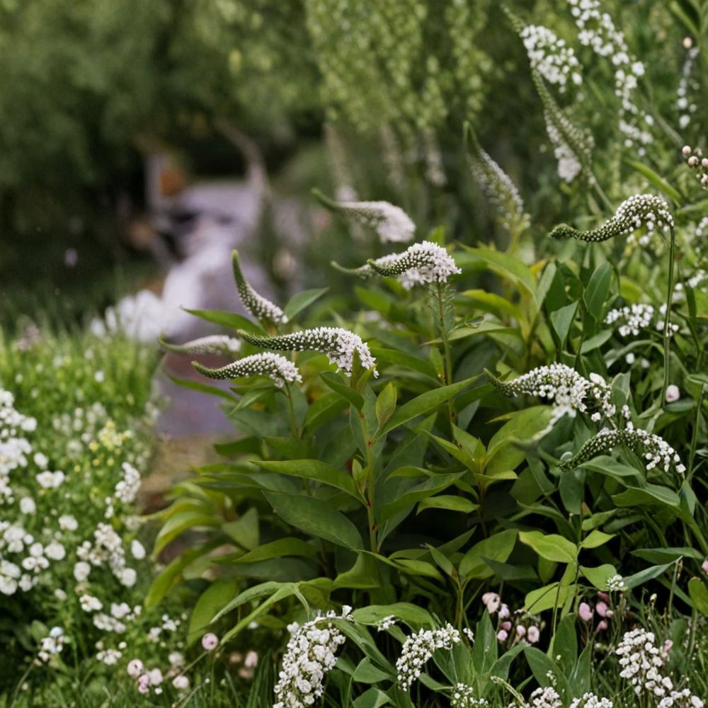 Lysimachia 'Lady Jane' Live Plant | 2.25 Inch Pot | Ornamental Perennial Ground Cover | Trailing Foliage | Container & Garden Friendly