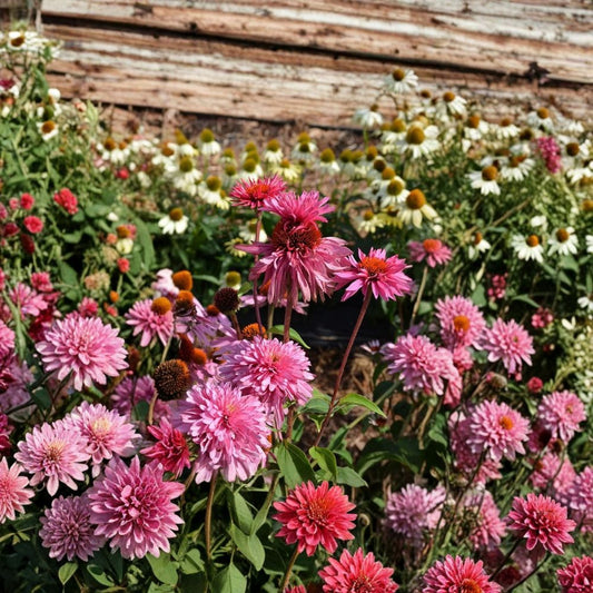Double Decker Coneflower Live Plant – Echinacea purpurea | 6+ Inches Tall | Hardy Perennial | Pink Flowering Garden Plant | Unpotted