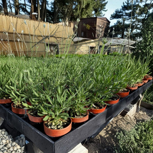 Sweet Lavender – Lavandula × heterophylla Live Plant | 4-Inch Pot | Fragrant Perennial Herb | Ready to Plant