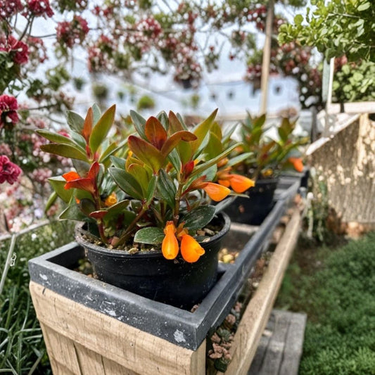 Goldfish Plant – Live Nematanthus gregarius | 4 Inch Pot | Orange Goldfish-Shaped Flowers | Trailing Houseplant | Tropical Indoor Plant