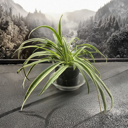 Variegated Spider Plant Live Potted – Chlorophytum comosum | Indoor Houseplant | Pet-Friendly Foliage | Ready-to-Grow Plant