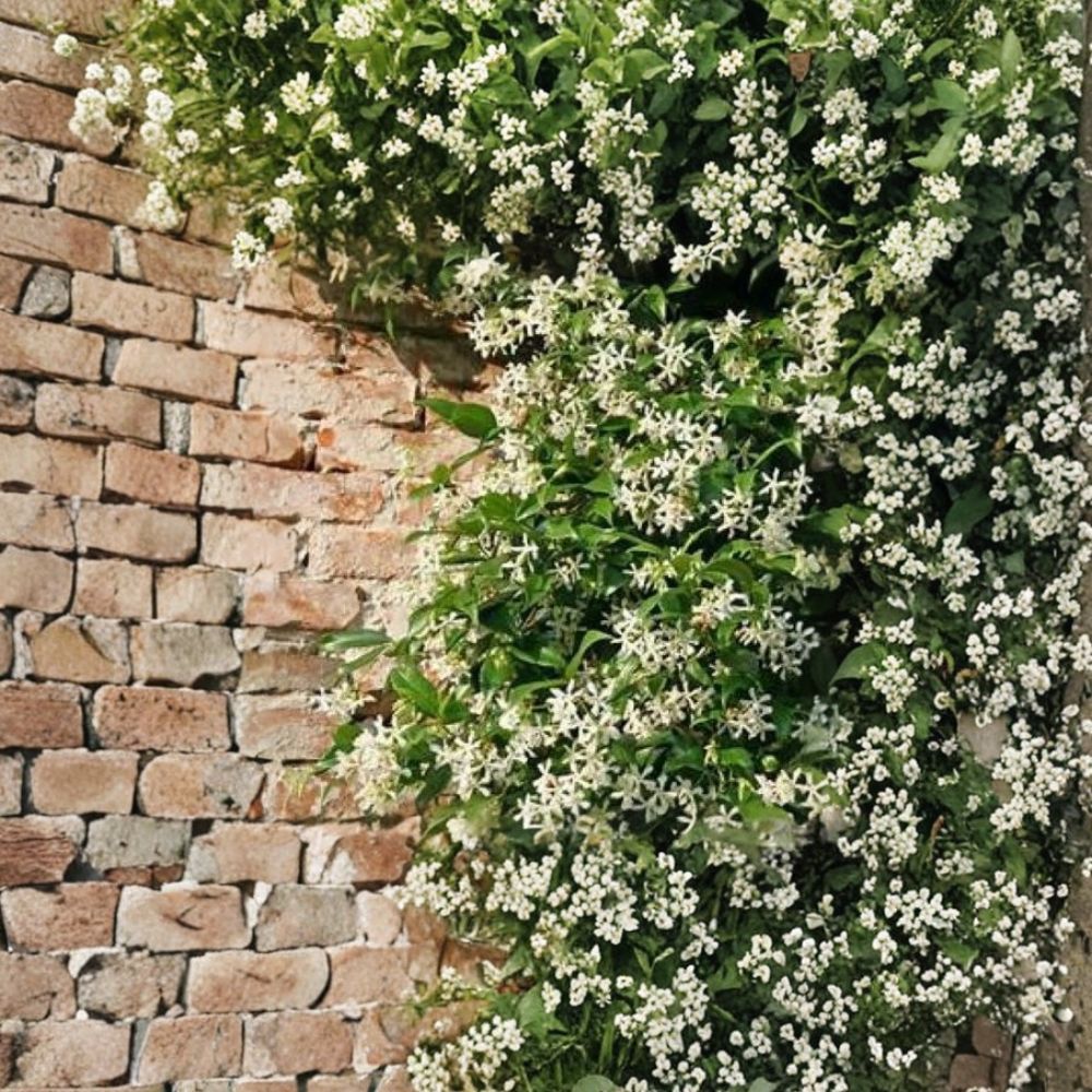 Night Blooming Jasmine – Cestrum nocturnum Live Starter Plant | Ships in Nursery Pot | Intensely Fragrant Flowering Shrub | Indoor & Outdoor Plant