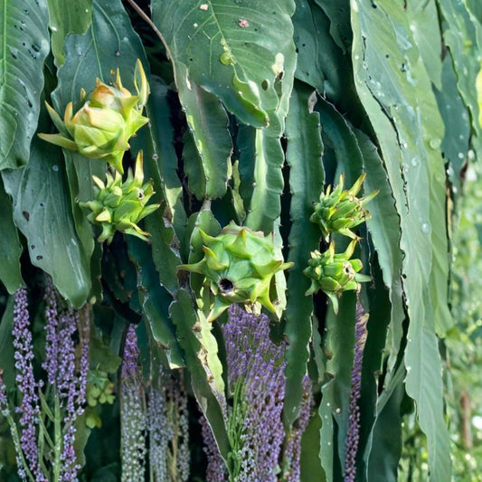 Edgar’s Baby Dragon Fruit Live Plant – 3–6" Cutting | Tropical Fruiting Cactus Vine | Hylocereus / Selenicereus | Edible Dragon Fruit | Ships Without Pot
