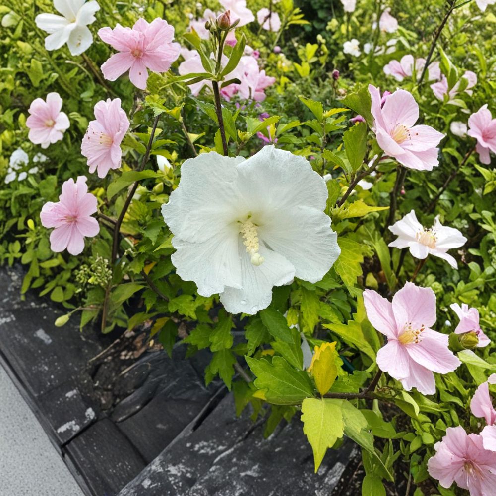 Diana Rose of Sharon – Hibiscus syriacus Live Plant | 2 Gallon Pot | Pure White Flowering Shrub | Summer Blooming Hibiscus | Hardy Landscape Favorite