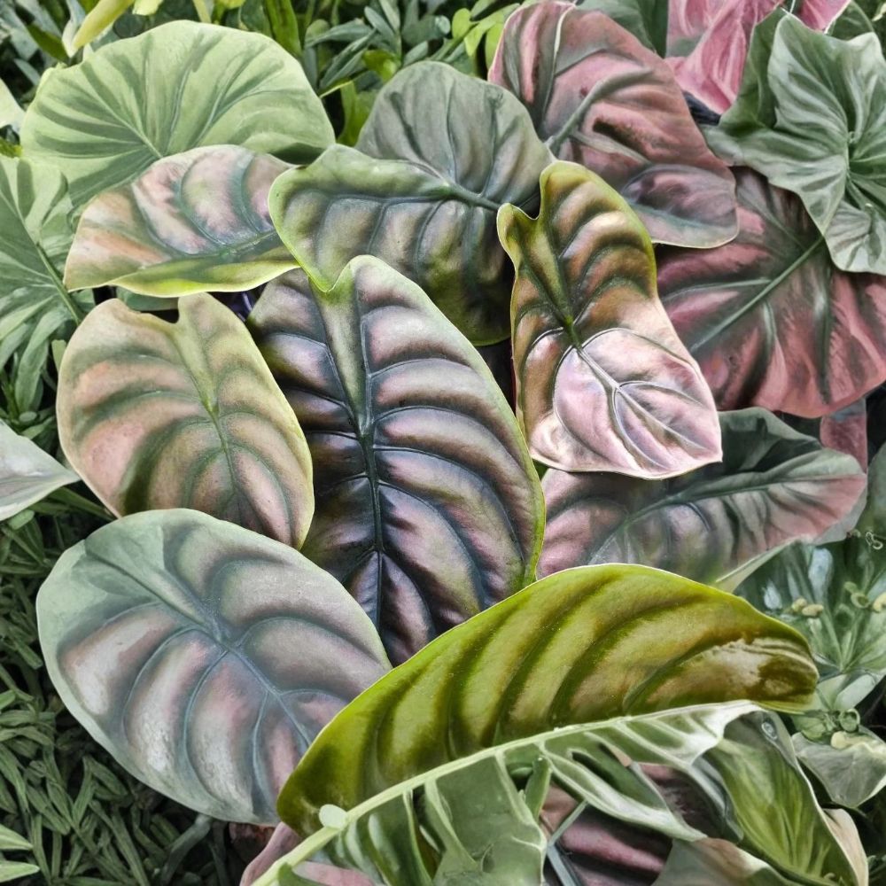 Alocasia Cuprea – Alocasia cuprea Live Plants | Set of 2 | 4–6 Inches Tall | Rooted With Soil | Metallic Tropical Foliage | No Pot