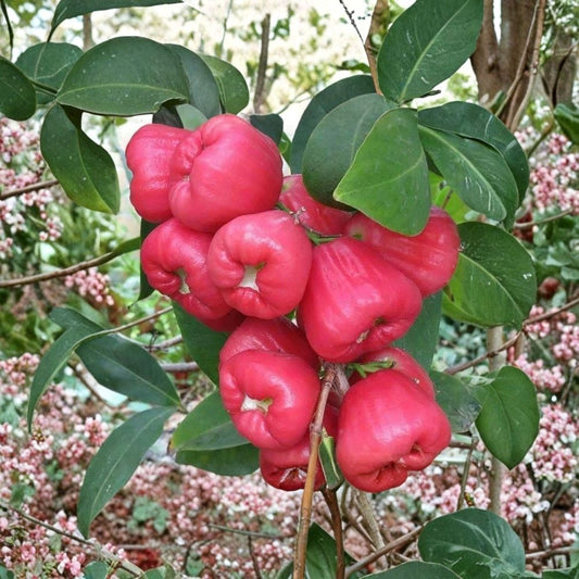 Red Rose Apple Live Tree – Syzygium jambos | 12–18 Inch Tropical Fruit Tree | Evergreen Rose Apple Plant | Bare Root | Container & Greenhouse Friendly | USDA Zones 9–11