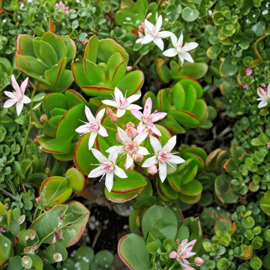 Jade Plant – Crassula Ovata Fully Rooted Live Succulent | 2 Inch Pot | Low Maintenance Indoor Plant | Easy Care Succulent