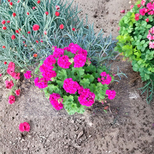 Bright Magenta Geranium Live Cuttings – Set of 3 | Approximately 6 Inch Fresh Cuttings | Fragrant Flowering Geranium | Unrooted Starter Plants | Zones 5–10