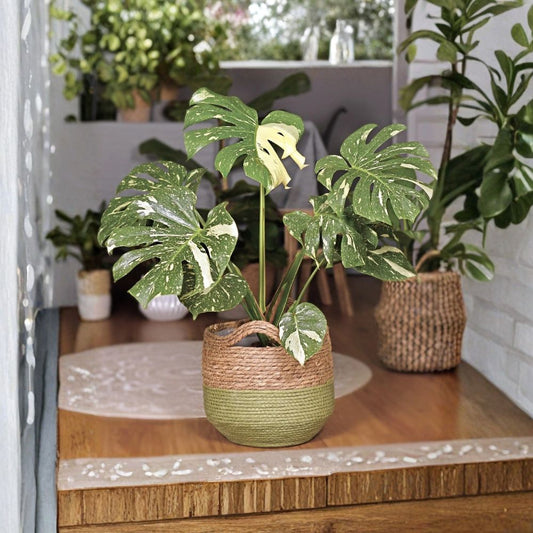 Monstera Thai Constellation Live Plant – Variegated Monstera | Fully Rooted in Moss | Grower’s Choice Plantlet | Indoor Tropical Houseplant | Rare Collector Plant