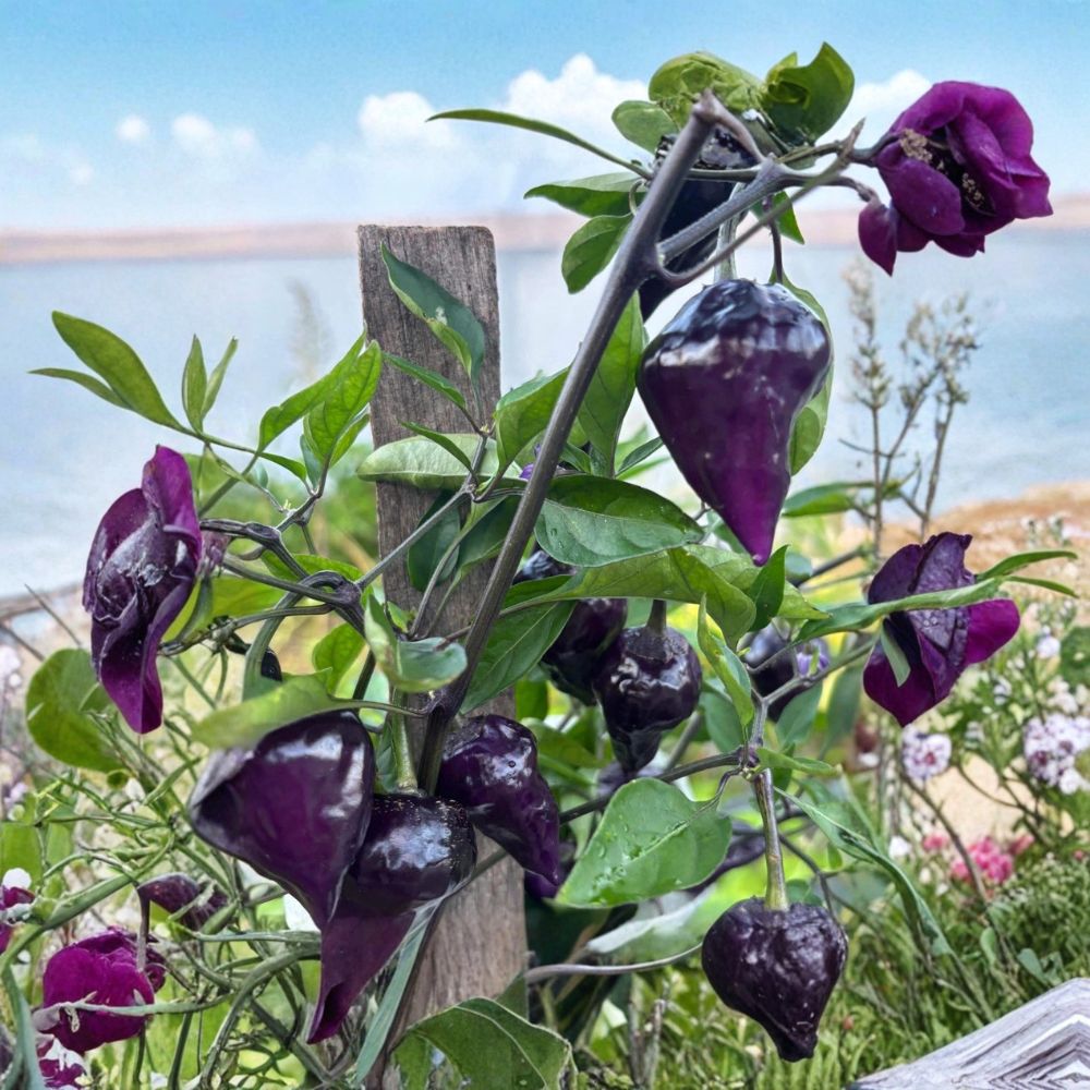 Purple UFO Hot Chili Pepper Live Plants | Lot of 3 | 75+ Day Old Starter Plants | Rare Flying Saucer Pepper | Garden & Container Friendly