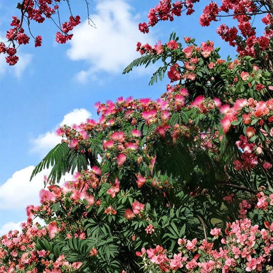 Pink Mimosa Tree Live Plants – 3 Bare Root Seedlings | Mimosa Tree Saplings | Heirloom Albizia julibrissin | 4" Starter Plants | Fast Growing Ornamental Tree