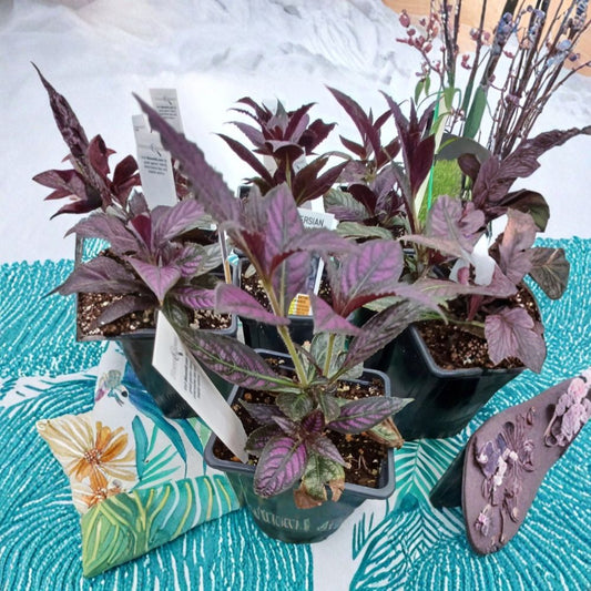 Persian Shield Live Plant – Strobilanthes dyerianus | 4" Potted Plant | Purple Silver Foliage | Indoor & Outdoor Tropical Accent